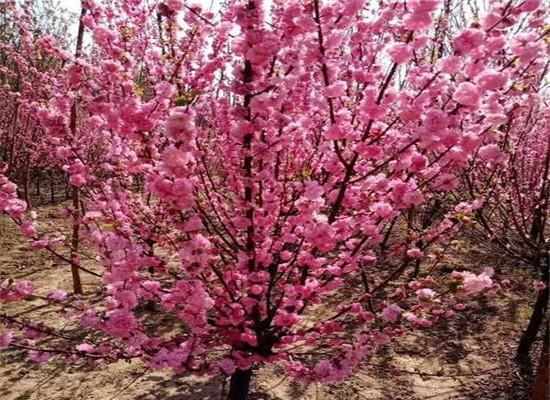 以榆叶梅的花语（以榆叶梅的花语传递祝福与坚韧的力量）