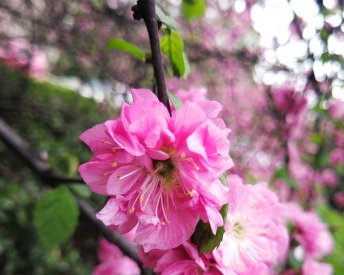 以榆叶梅的花语（以榆叶梅的花语传递祝福与坚韧的力量）