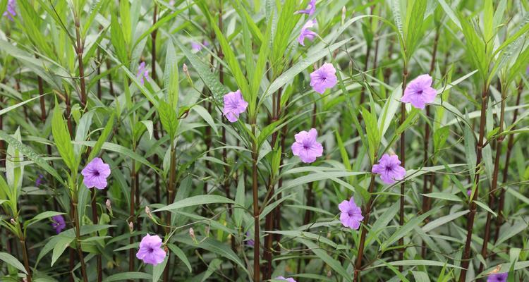 紫花翠芦莉的花语与意义（探寻紫花翠芦莉的花语）