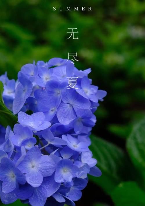 花的花语及其象征意义（探索花的花语）