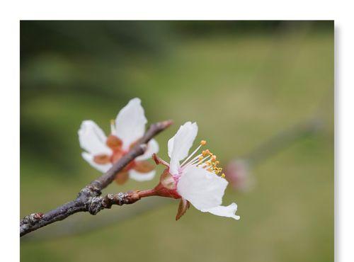 紫叶李的花语与美丽传说（探索紫叶李的花语和背后的美丽传说）