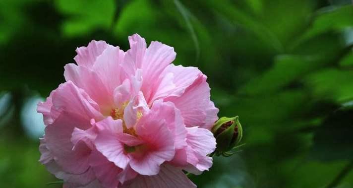 芙蓉花之美（探索芙蓉花的花语）