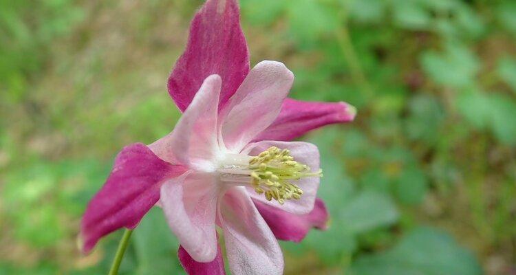 以耧斗菜的花语——美丽与坚韧并存的象征（与耧斗菜共舞人生）