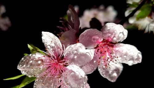 桃花花语与其代表意义（探索桃花的神秘魅力）