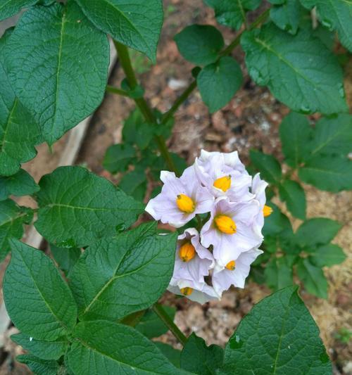 土豆开花的寓意与象征意义（揭示土豆开花的花语和文化内涵）