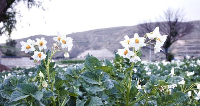 土豆开花的寓意与象征意义（揭示土豆开花的花语和文化内涵）