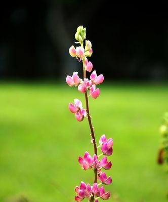 夏日的绿意盎然——以夏天代表性的植物为主题（细数夏季芬芳与美丽的植物世界）