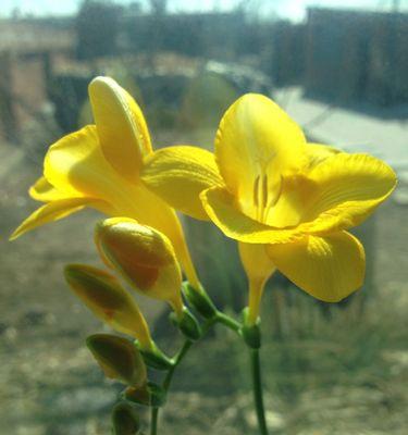 香雪兰的花诗花语（寄情于花海）