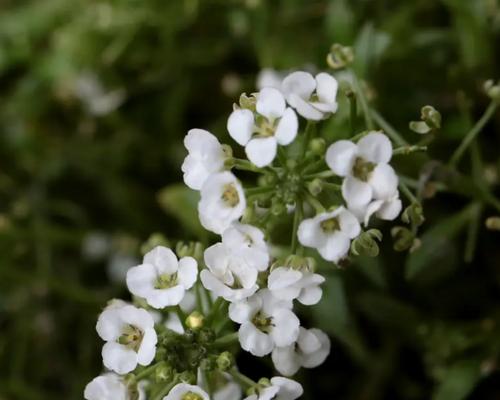 香雪球的花语及作用（以香雪球花为媒介）