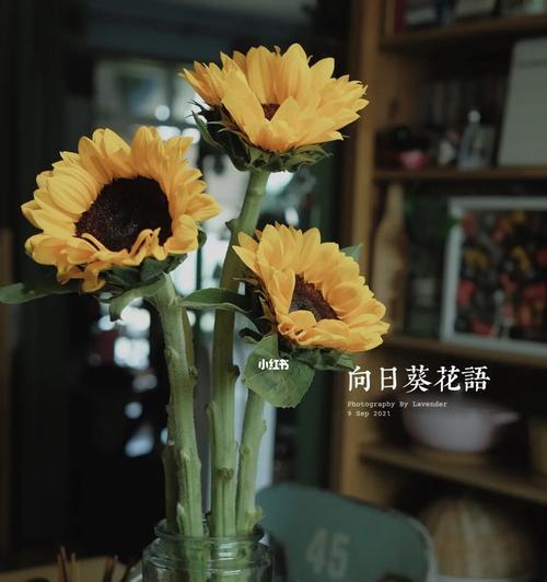 向日葵花语（以向日葵为媒介）