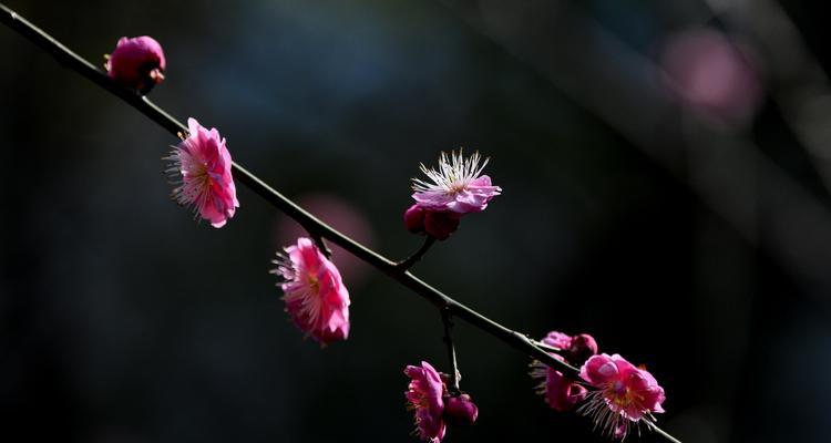 坚韧不拔的植物（探索自然界中那些充满韧性的植物）