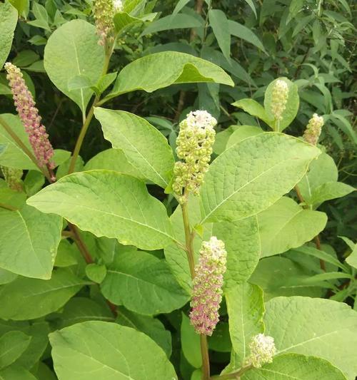 象征传承的植物（以植物为媒介）