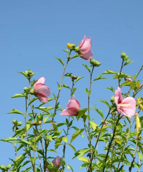 自信之花（探索自信之美）