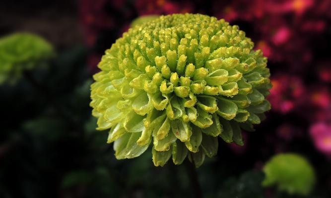 高洁之花（神圣）