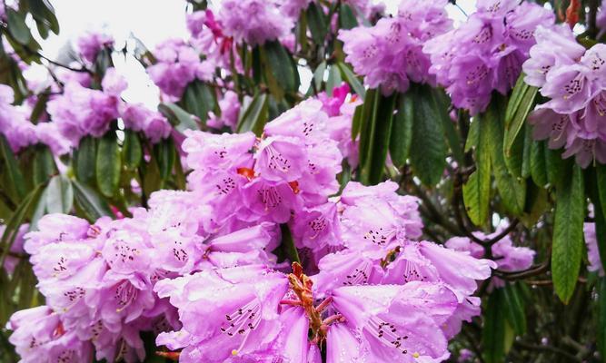 象征坚强的植物——樱花的力量（从枝头满载希望的粉色花瓣）