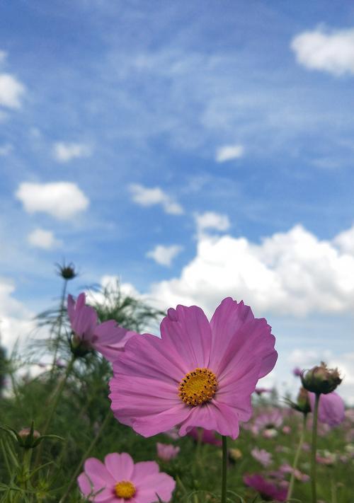 坚强勇敢独立——花的力量（探寻自然花朵背后的意义）