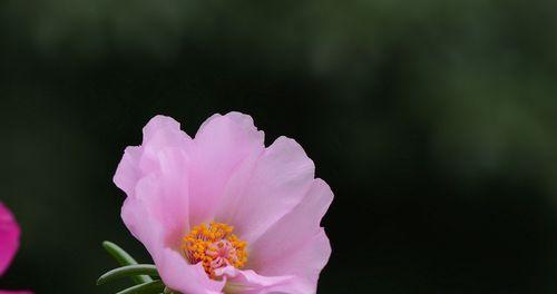 花与植物（自强不息）