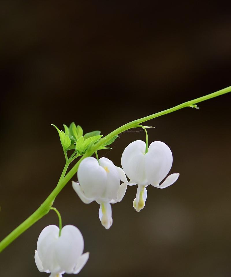 花与植物（自强不息）