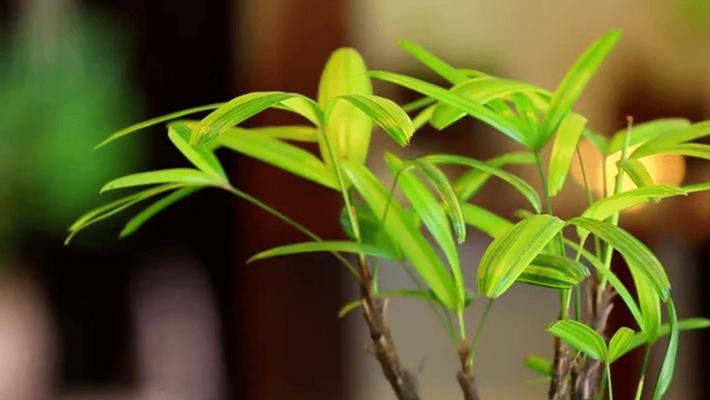 植物中的节节高升（象征节节高升的植物及其意义）