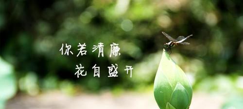 象征清廉的植物（清新花卉盛放）