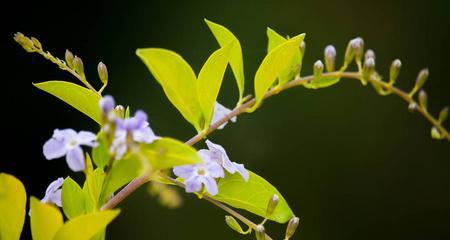 团结之花（探寻橄榄树作为团结的象征）