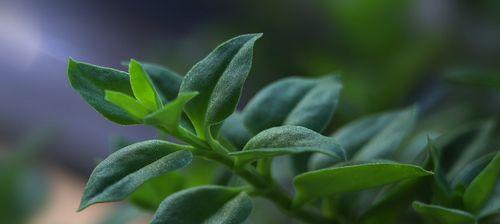 象征幸福的植物（寓意吉祥幸福的植物品种及其文化内涵）