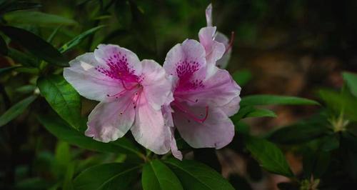 友谊长存的植物——象征永恒的情谊（探索友谊之花的种类和意义）