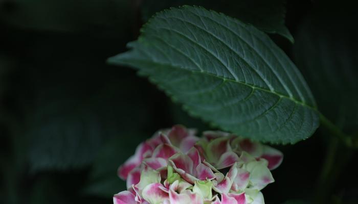 绣球花的花语、寓意与象征（探索绣球花的意义与象征）