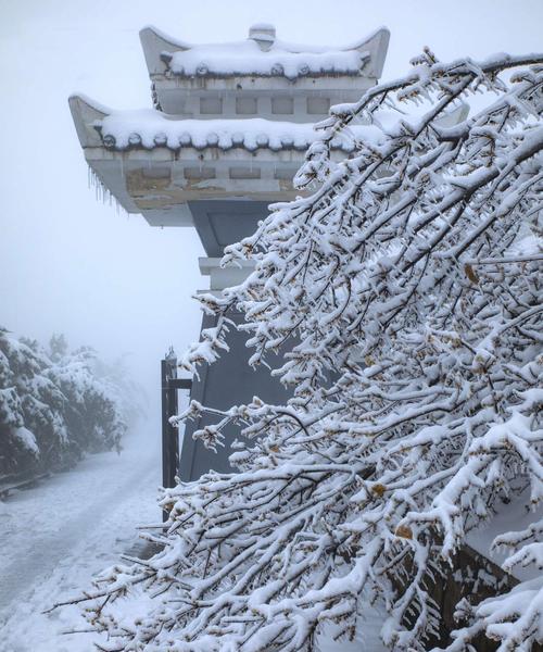 雪绒花的花语和传说（凛冬中的希望——雪绒花的美丽与神秘）