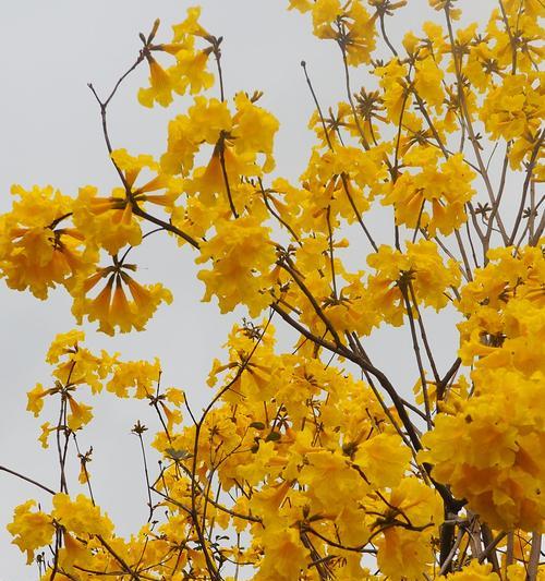 银杏花的花语与含义（银杏花开放）