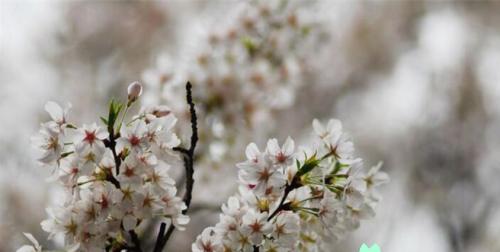 樱花的花语与传说（探寻樱花背后的神秘力量）