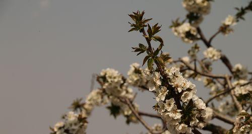 樱桃花（绽放于春天的美丽花卉）