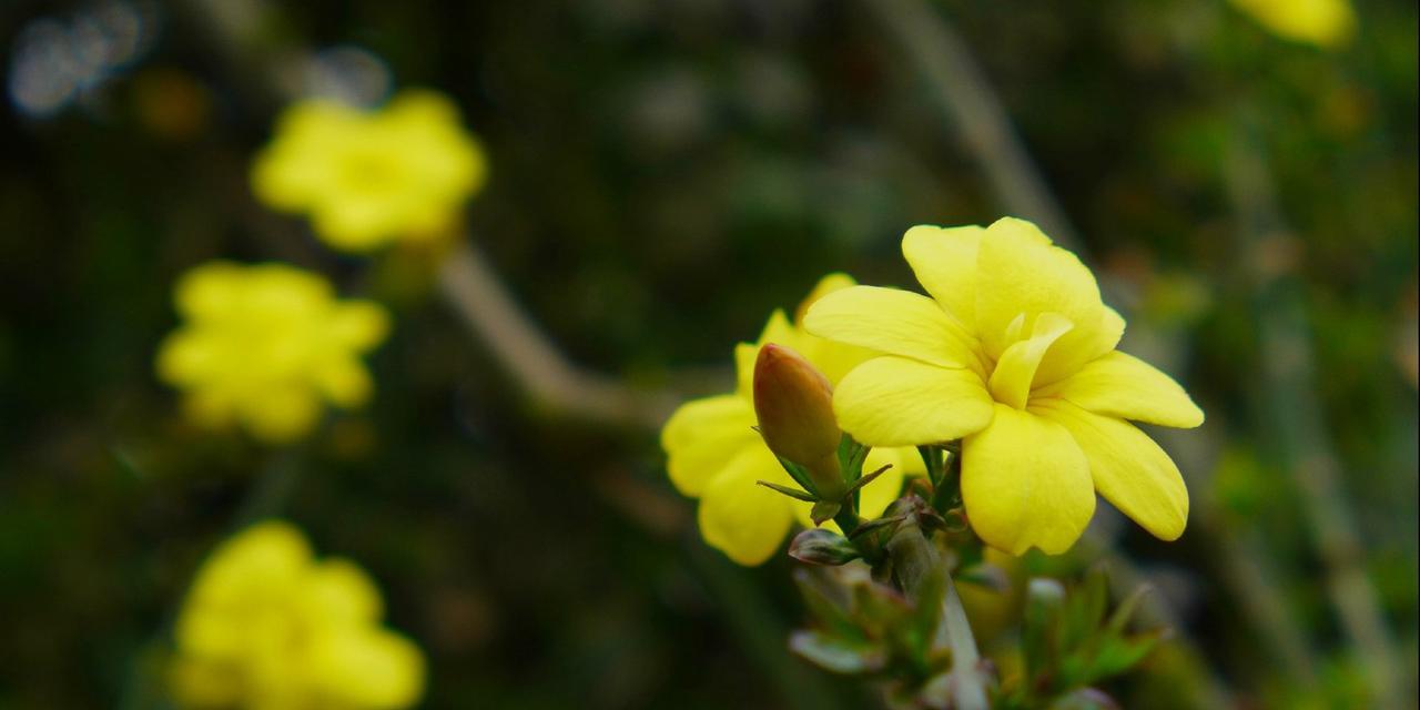 迎春花（花开的喜悦）