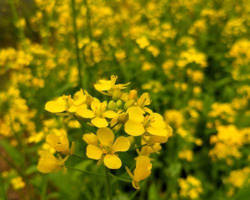 油菜花的花语与传说（春天的花海）