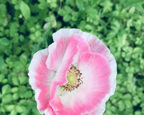 虞美人的花语与传说（花开如虞美人）