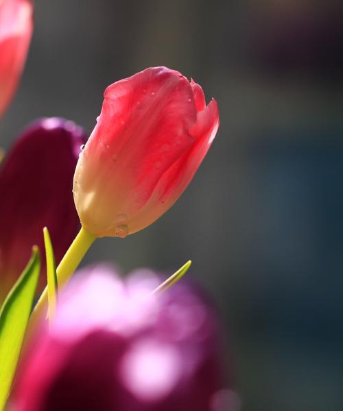 郁金香的永恒之爱（花开花落）