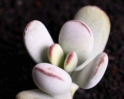 多肉植物（以多肉植物为主题的吉祥寓意和生长习性）