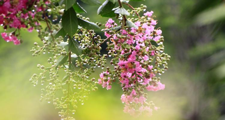 五种代表友谊的花（探索友谊花的意义与象征）