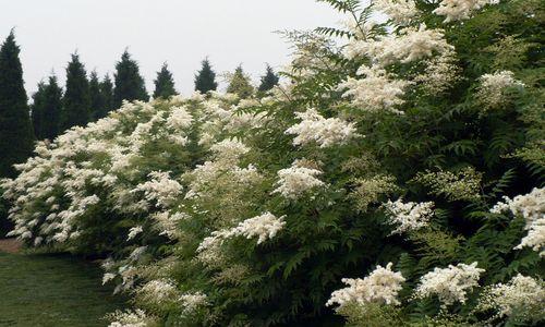 珍珠梅的花语（揭示珍珠梅的花语与含义）