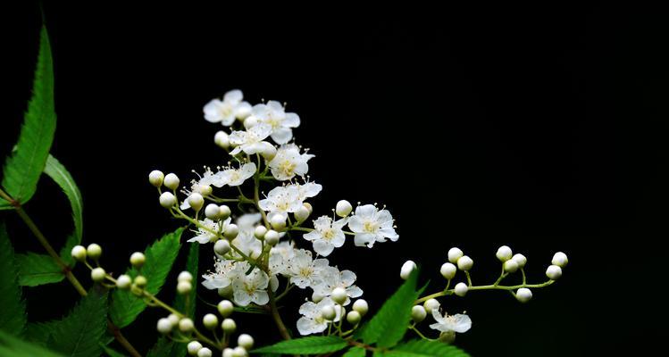 珍珠梅的花语（揭示珍珠梅的花语与含义）