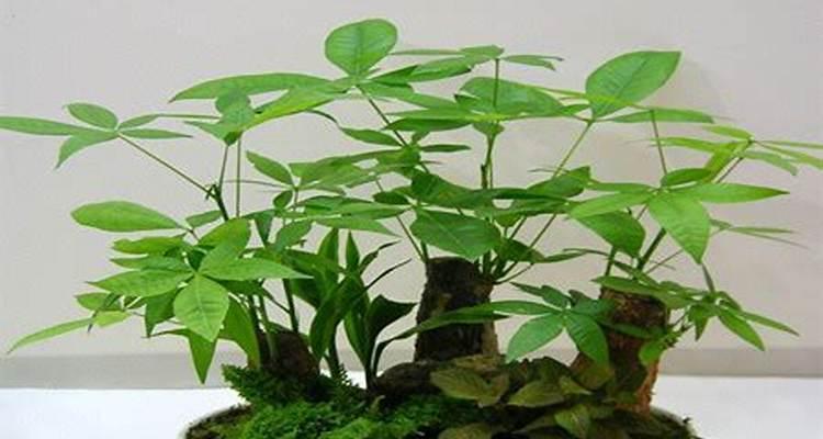 植物与生肖的奇妙联系（从植物角度解读生肖特质）