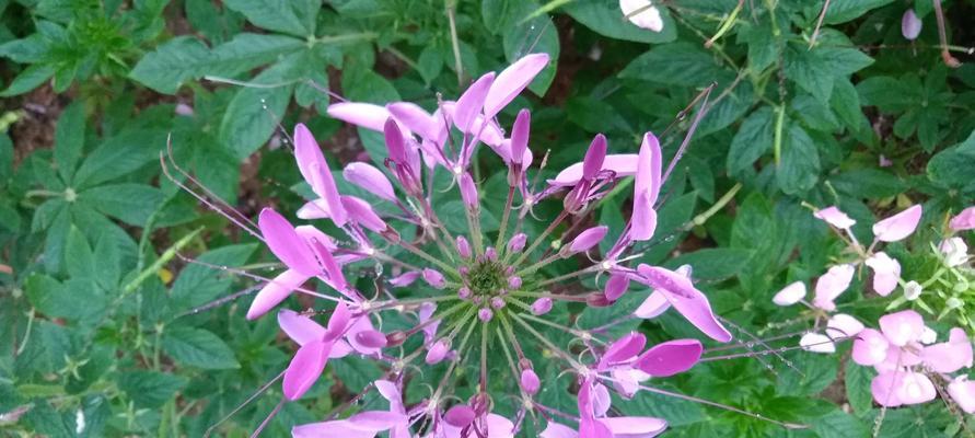 珠海市花——白花蕙兰，象征着自由和繁荣（探秘珠海市花的美丽与意义）