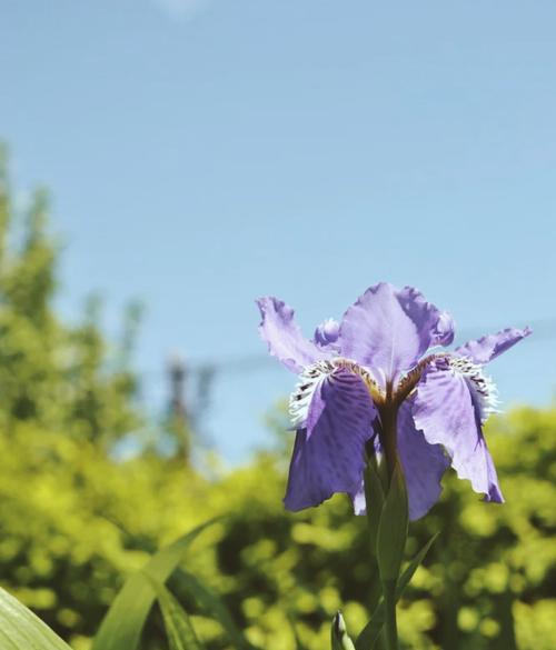 竹子花语（探索竹子花语的深意）