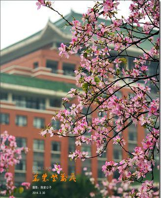 紫荆花代表什么生肖（探索紫荆花与十二生肖之间的奇妙联系）