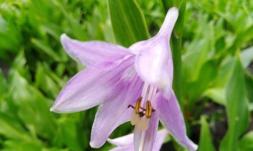 紫色百合花的象征意义与内涵（紫色百合花——神秘而高贵的象征）