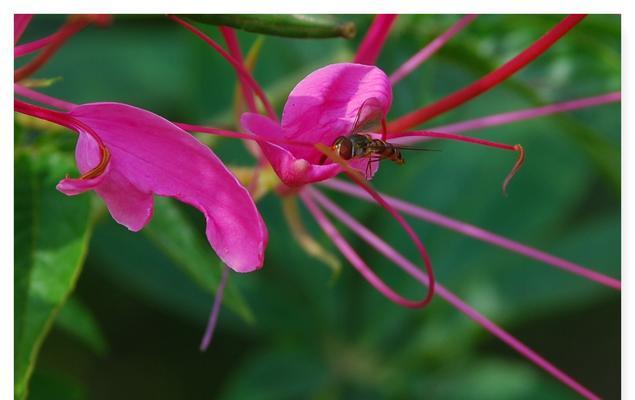 醉蝶花（花开如梦）