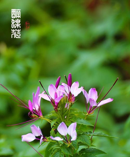 醉蝶花的花语与药用价值（探秘醉蝶花的寓意与神奇功效）