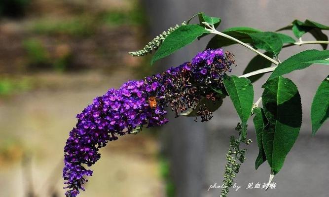 醉鱼草花语（以花传情）