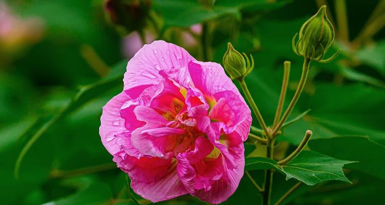 芙蓉花的象征意义与传承（芙蓉花的美丽与坚韧）