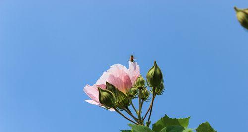 芙蓉花的象征意义与传承（芙蓉花的美丽与坚韧）